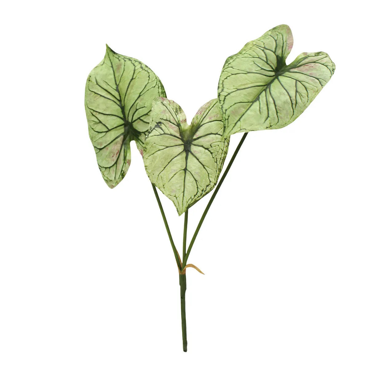 Caladium plant in a square pot with green foliage.