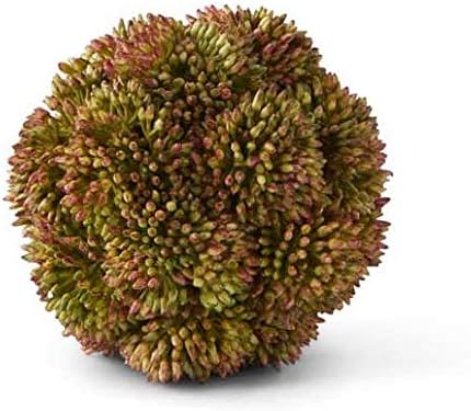4-inch dark green spherical succulent in a round pot