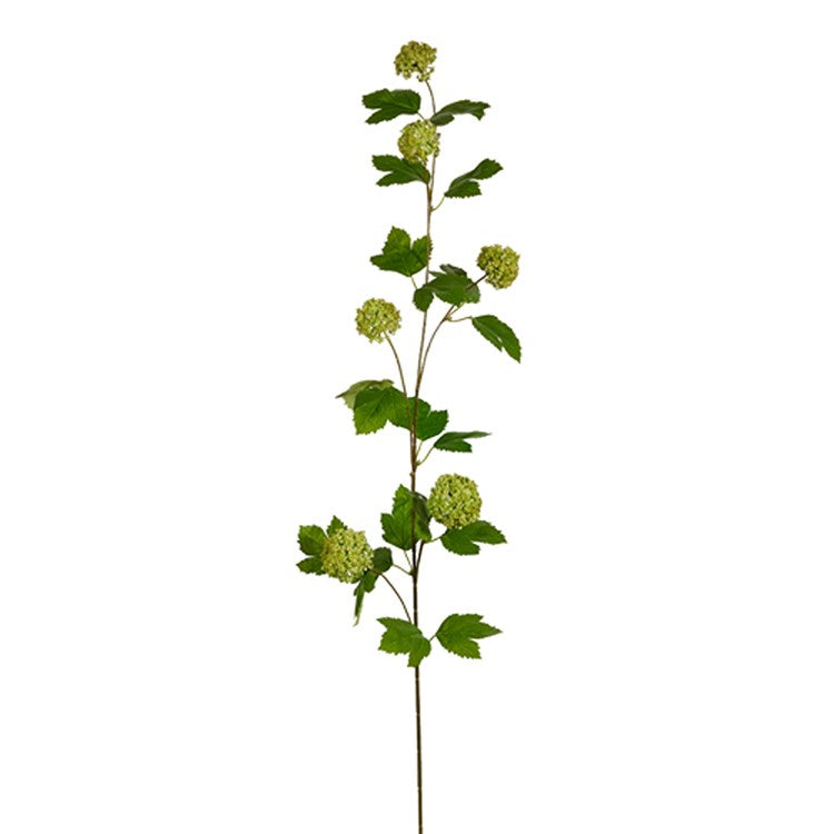 42-inch green sedum spray with multiple round flower clusters and green leaves on a long stem.
