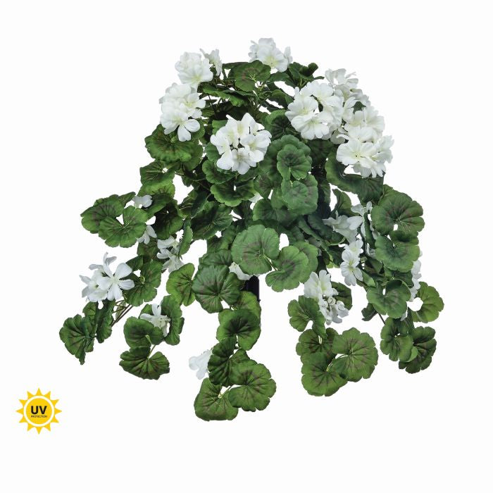 Hanging geranium plant in a white pot with green foliage