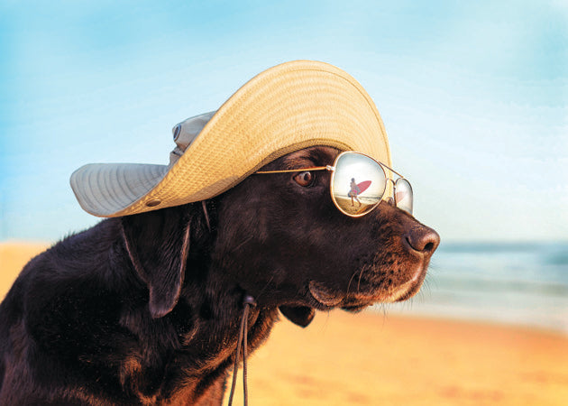 Beach Dog Greeting Card featuring a chocolate lab wearing a sun hat and aviator sunglasses.