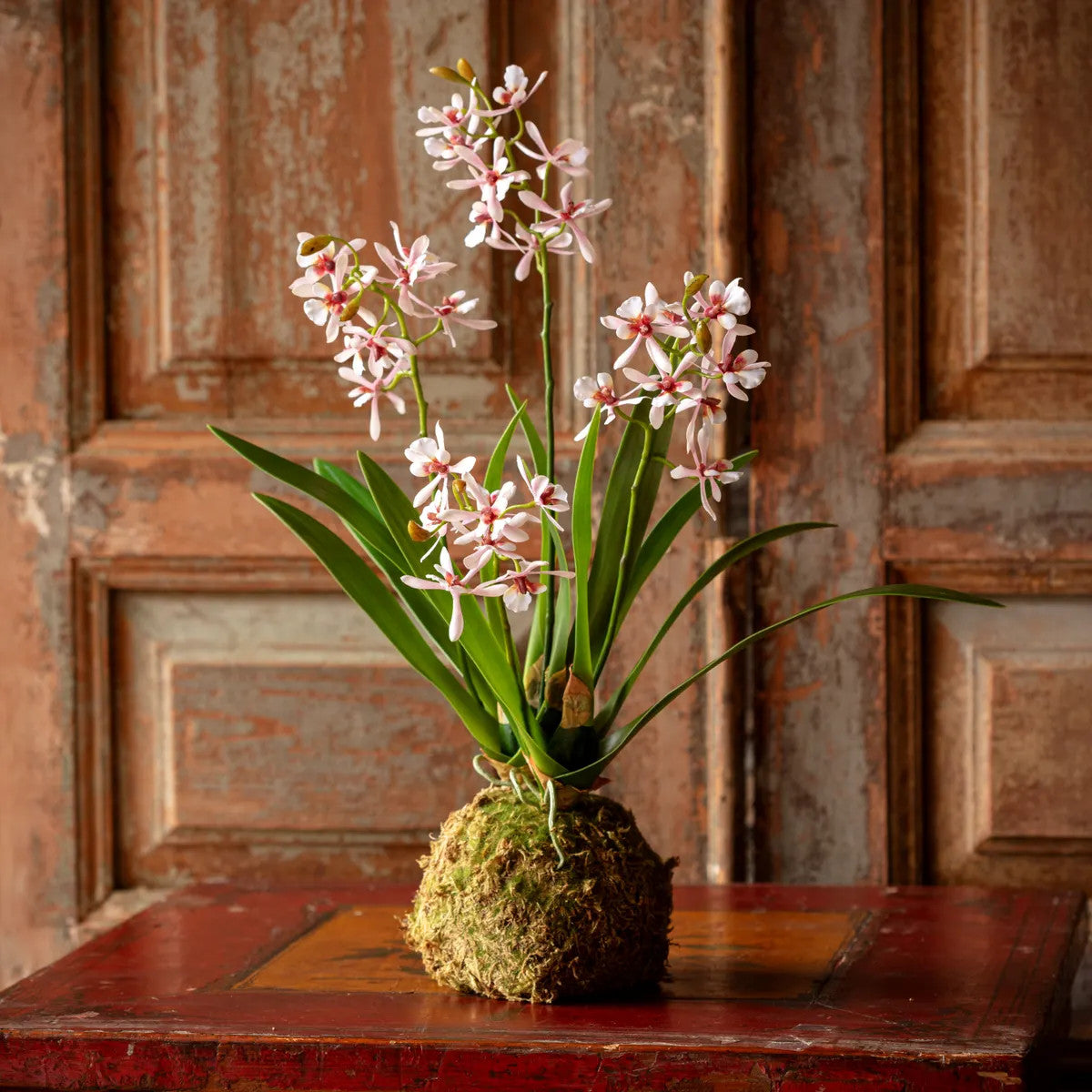 Variegated pink mini orchid moss ball with green foliage in a round silhouette.