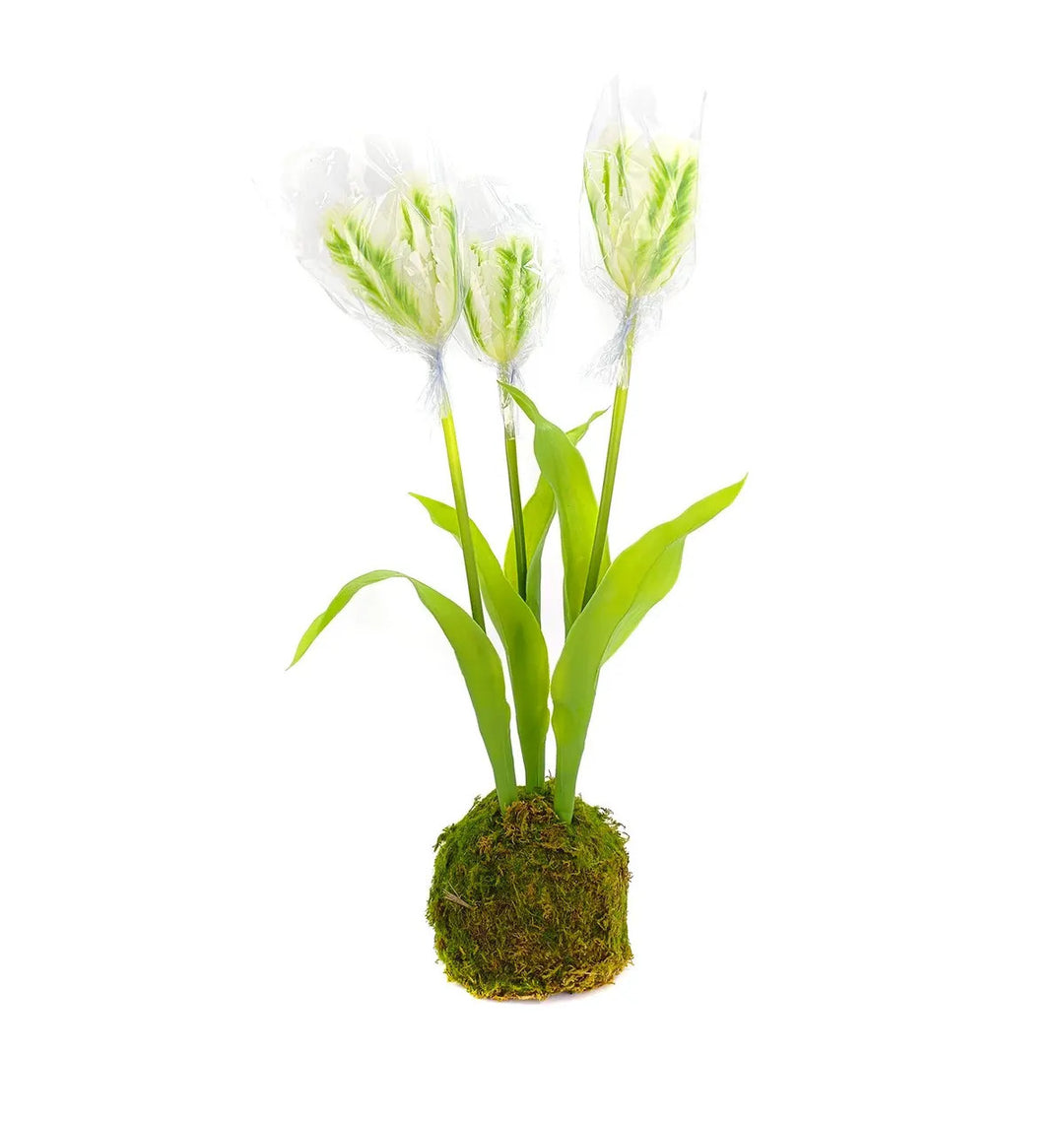 Tulip In Moss Ball