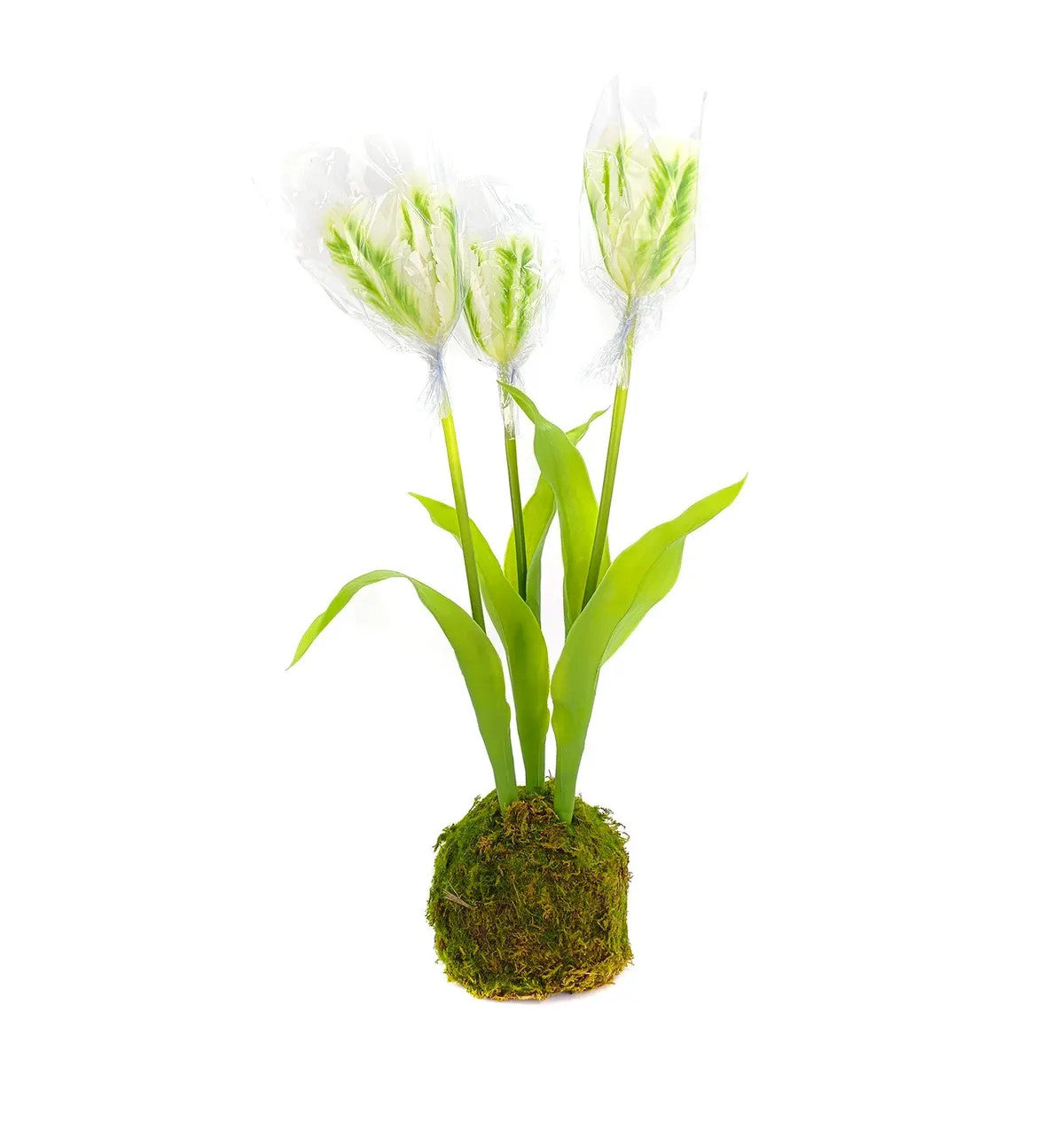 Green moss ball planter holding a single pink tulip with green leaves.