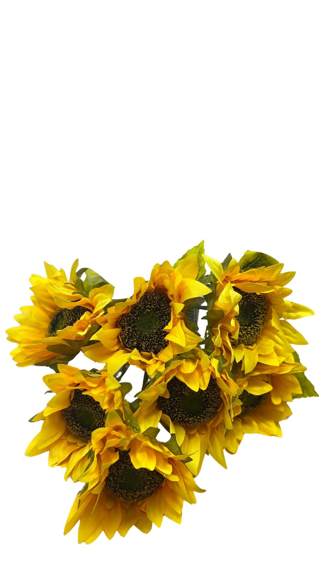 Black X7 sunflower bush with a large circular head featuring yellow petals.