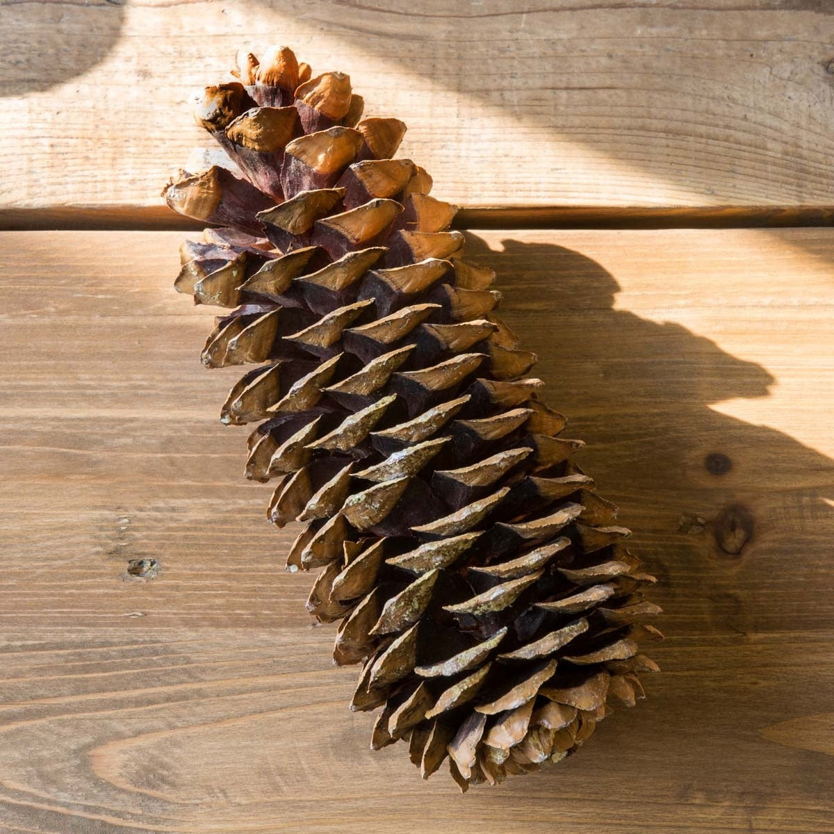 Large, elongated sugar pine cone with open brown scales resting on a light wood surface.
