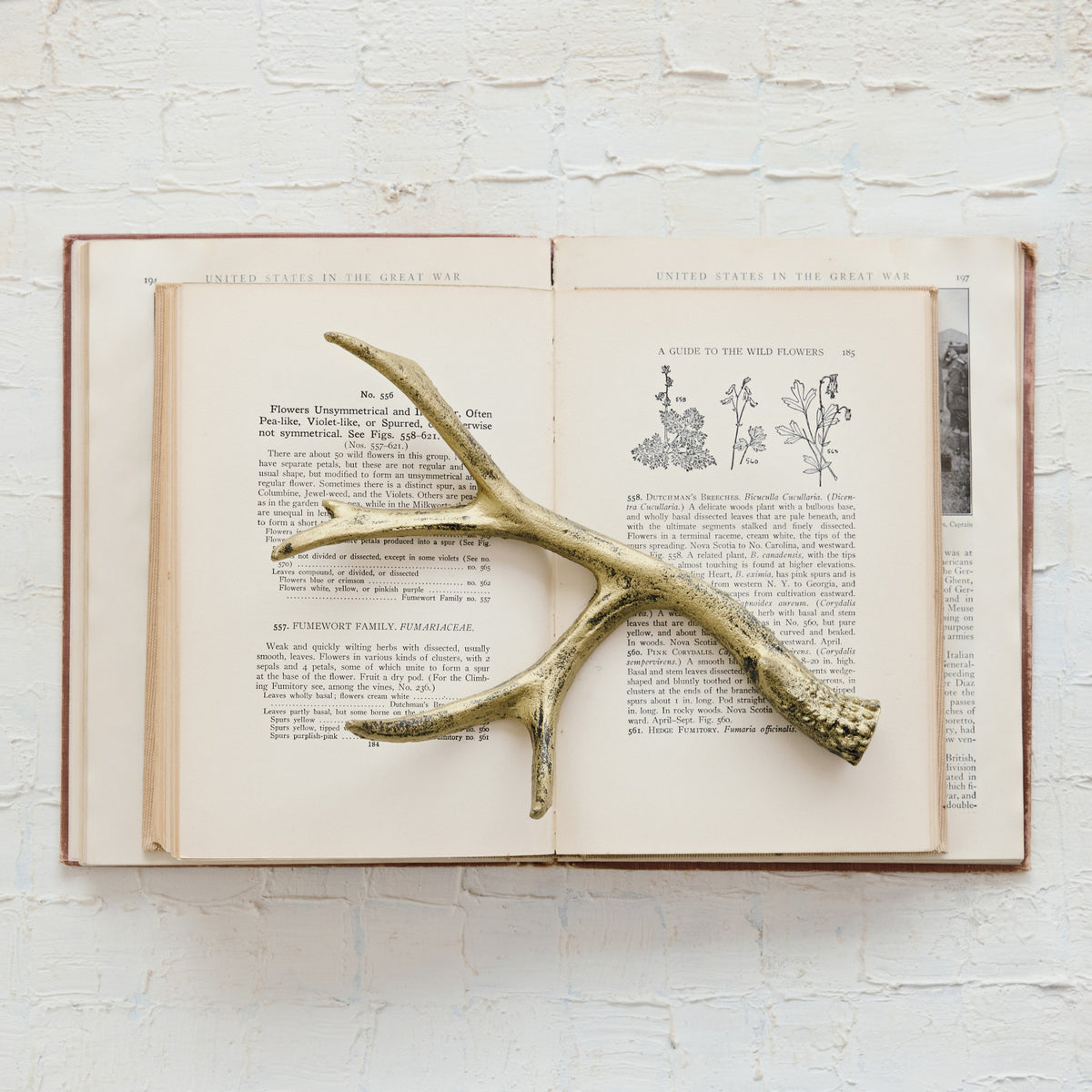 A cast iron antler with a distressed gold finish resting on an open vintage botanical book.