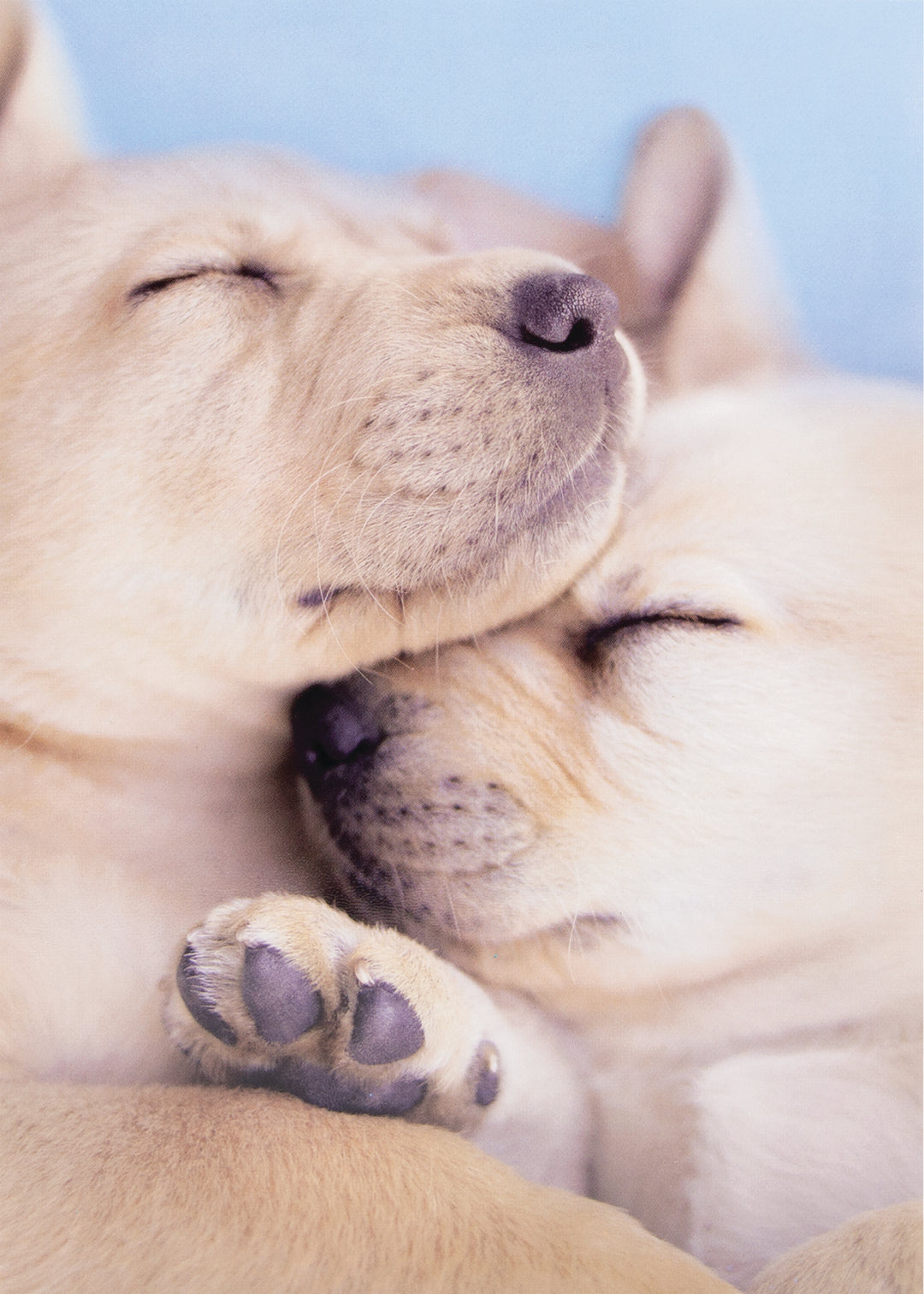 Puppy Love greeting card with a glossy finish featuring two dogs as a perfect pair and the text Happy Anniversary.