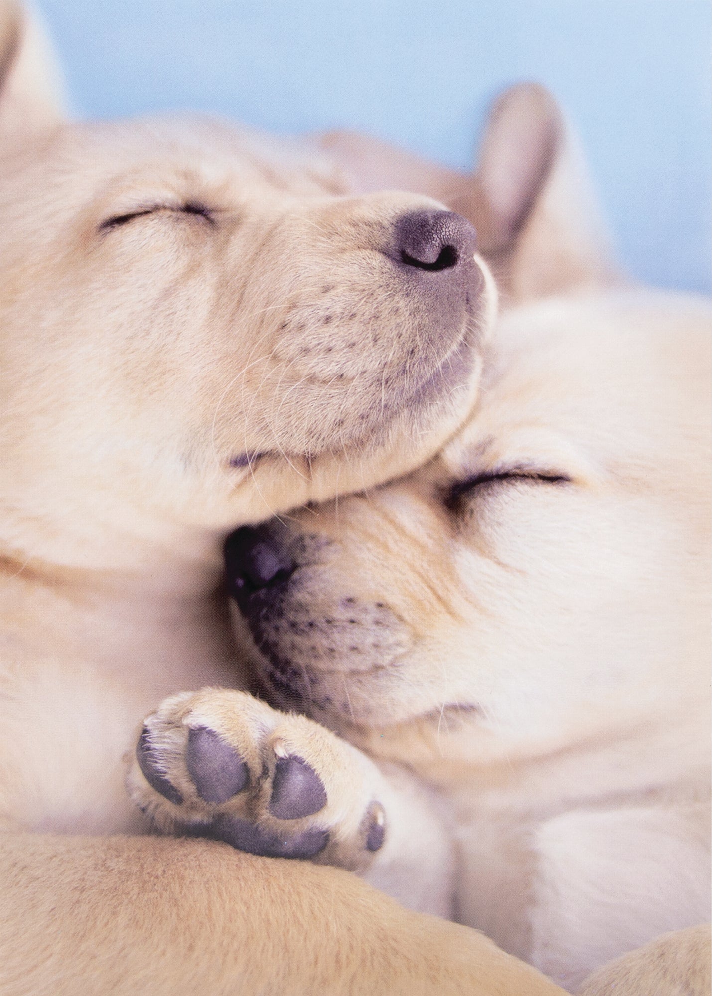 Puppy Love greeting card with a glossy finish featuring two dogs as a perfect pair and the text Happy Anniversary.
