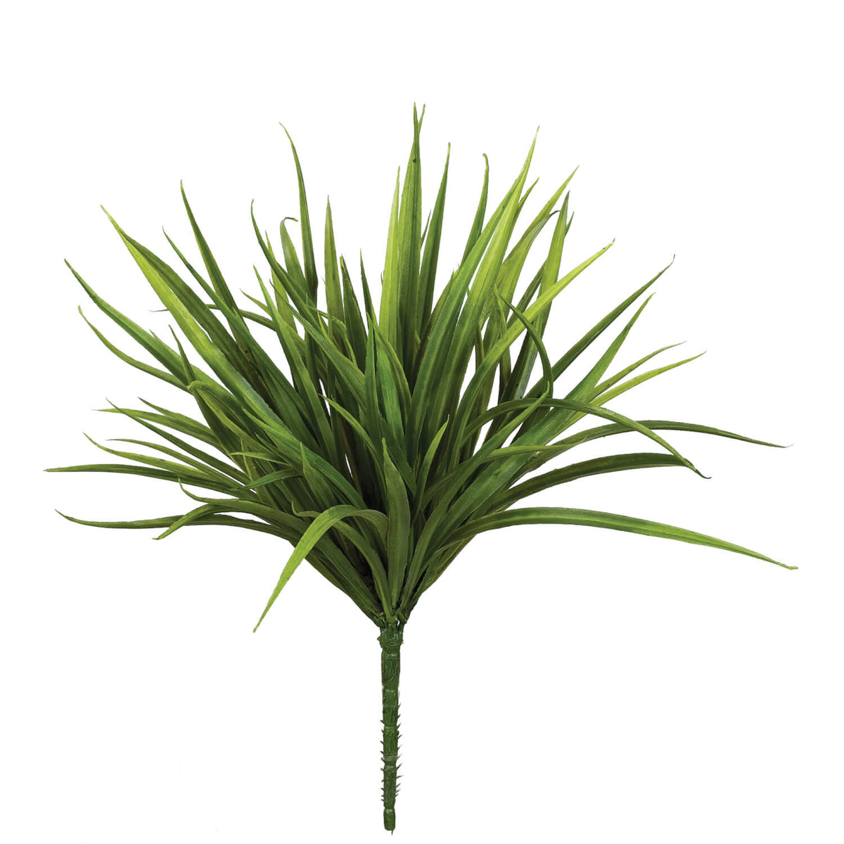 Plastic Sword Grass plant with vibrant green spiky leaves in a container.