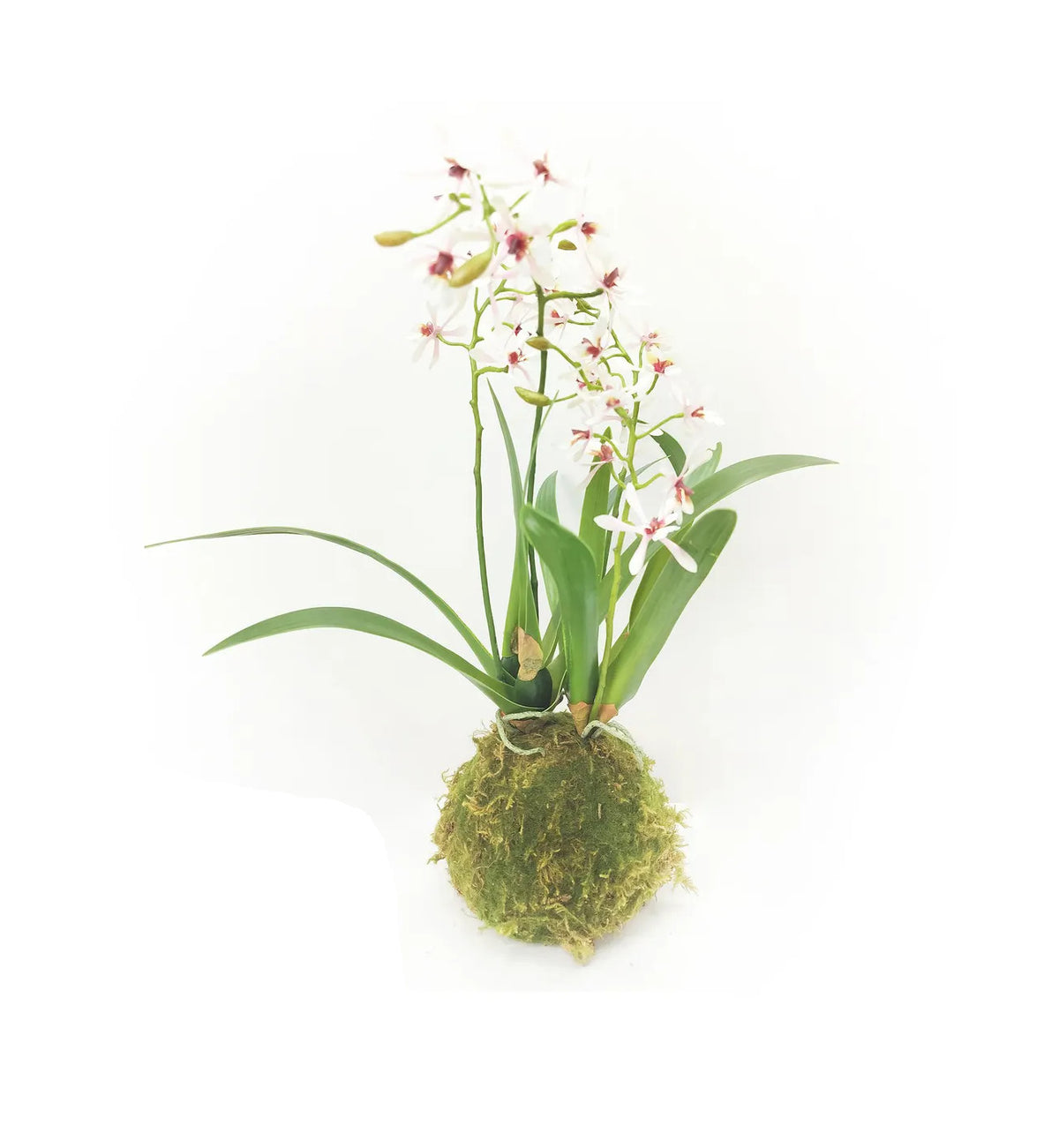 Variegated pink mini orchid moss ball with green foliage in a round silhouette.
