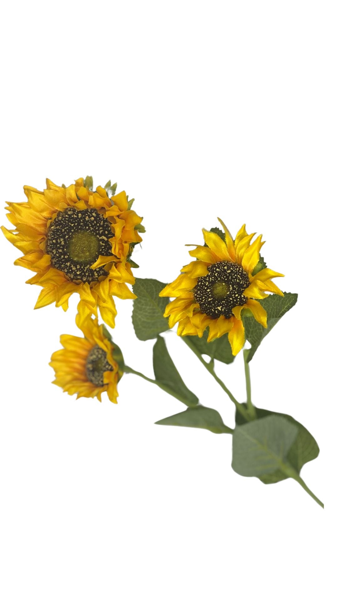 Sunflower X3 Yellow 1/12DZ