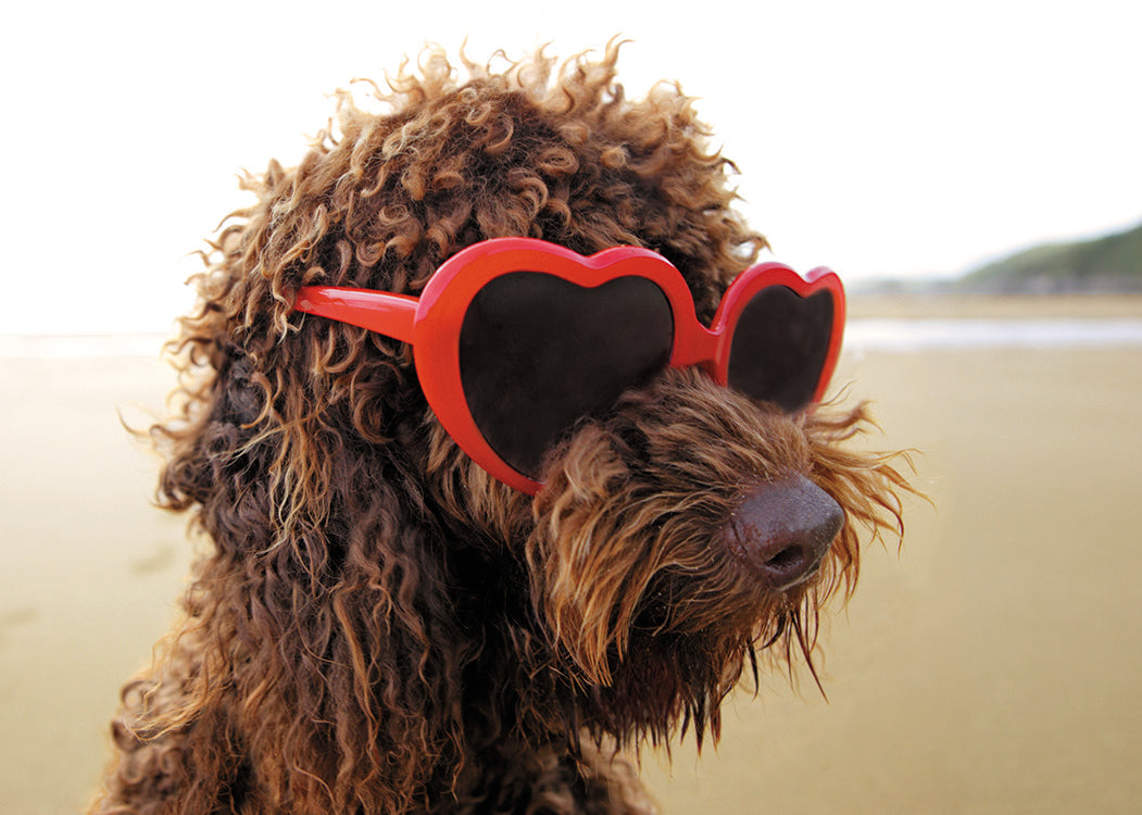 Brown dog with curly fur wearing red heart-shaped sunglasses on a beach.