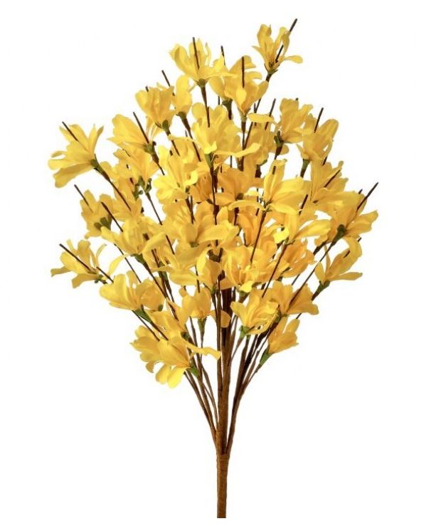 A Forsythia bush with yellow flowers in a 20-inch container.