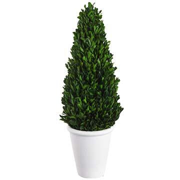 Green preserved boxwood cone topiary in a terracotta pot with foam base