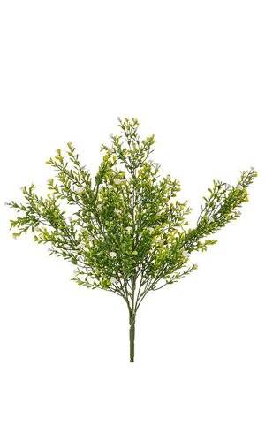 Green bush with small white flowers and thin stems, 19 inches tall.