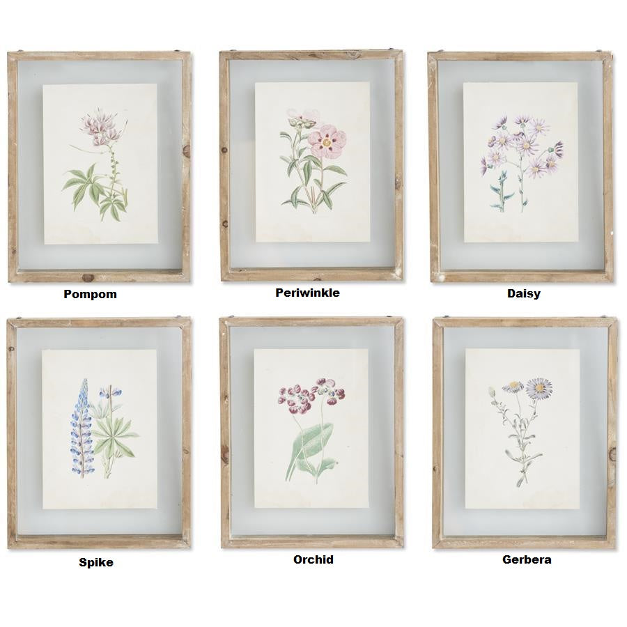 Framed botanical print featuring a shadowbox style with wood frame and glass front.