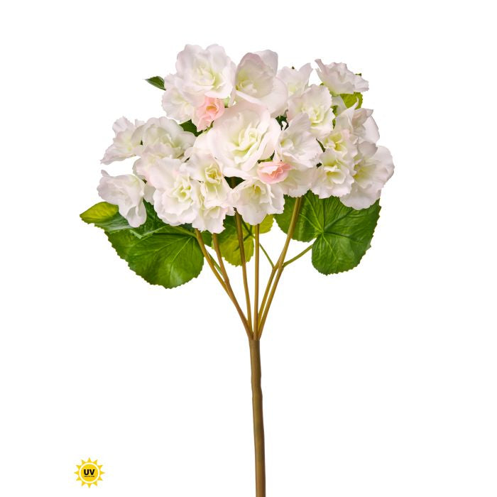Seventeen-inch UV Summer Reiger Begonia plant in a rectangular pot with dimensions fifteen inches by four inches.