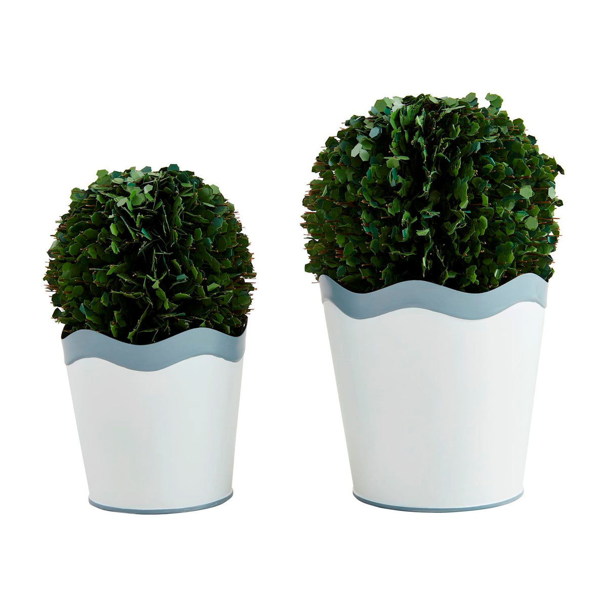 Wavy Boxwood Pots in natural green with a wavy rim silhouette