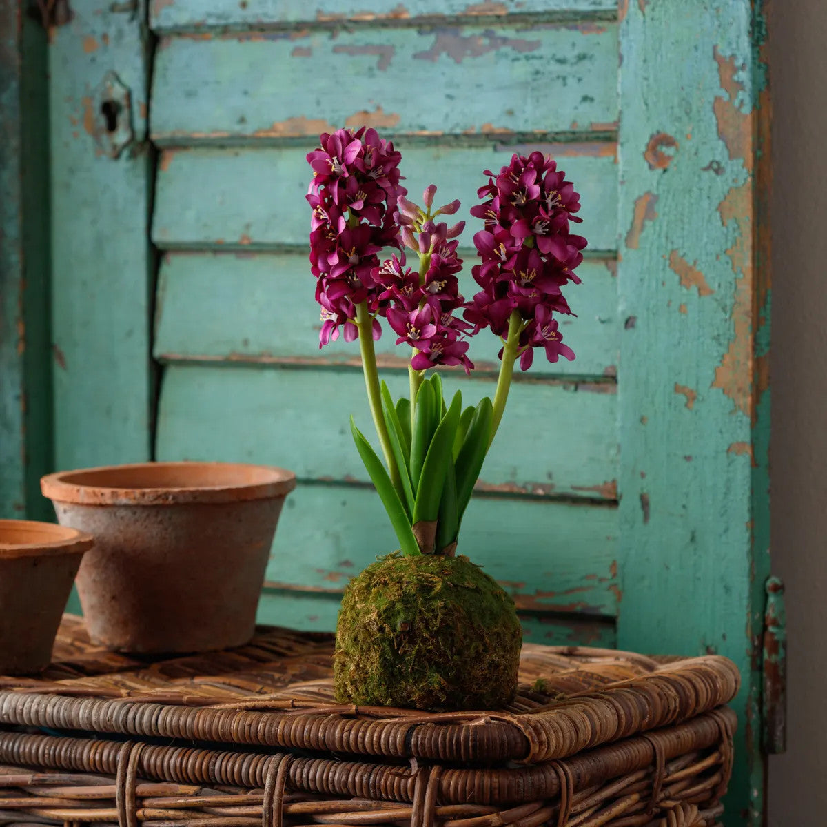 Vibrant purple hyacinth flower arranged in a spherical moss ball with dimensions 5 x 5 x 15 inches.