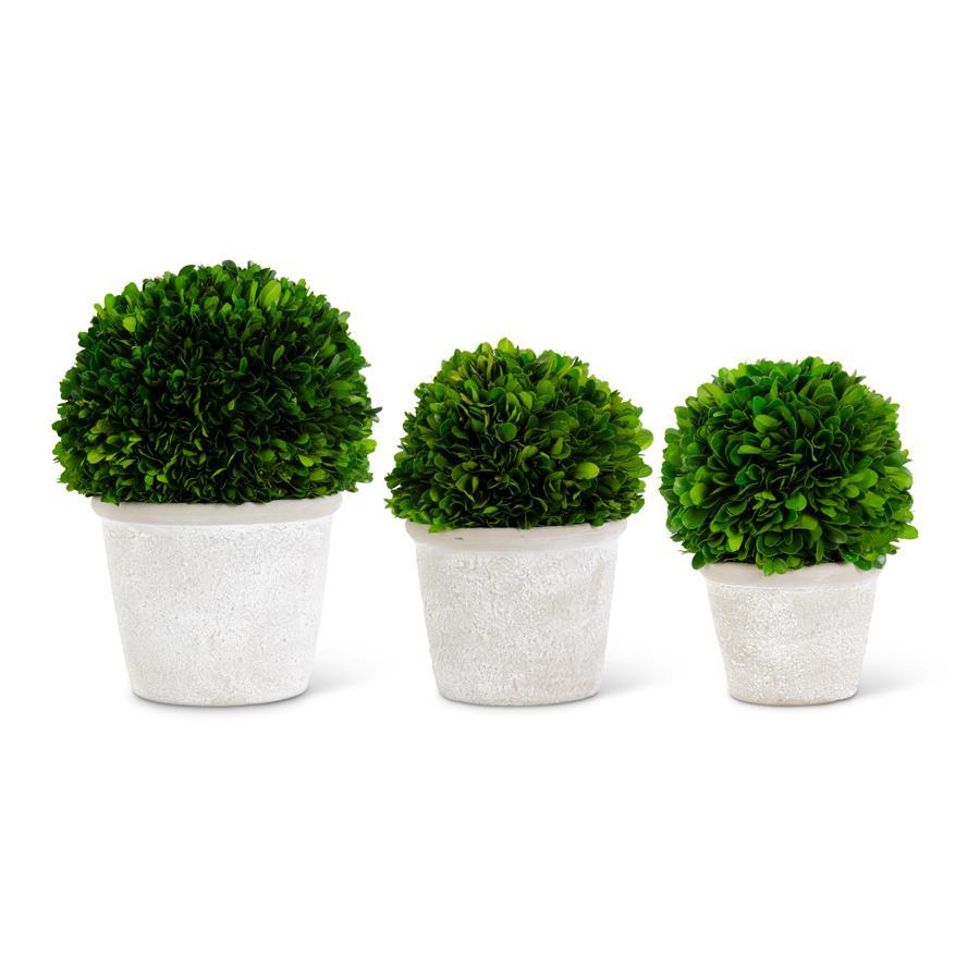 Preserved boxwood ball in a whitewashed ceramic pot