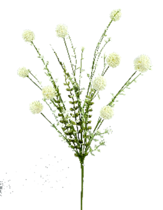 Snowball Allium bush with white spherical flower heads on tall green stems.