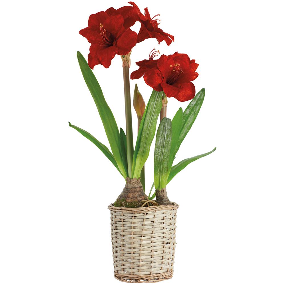 29-inch red velvet amaryllis flowers with green leaves in a woven wicker basket.