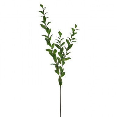 Southern Salal stem with natural green foliage arranged in a full, rounded silhouette.