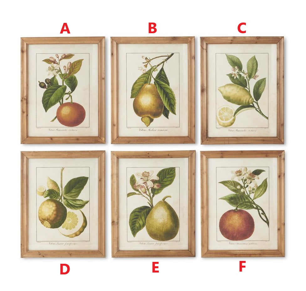 Set of six 28-inch wood framed botanical fruit prints labeled A through F.