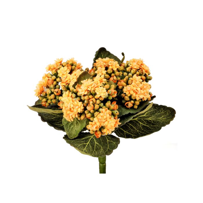 Kalanchoe Plant 9”