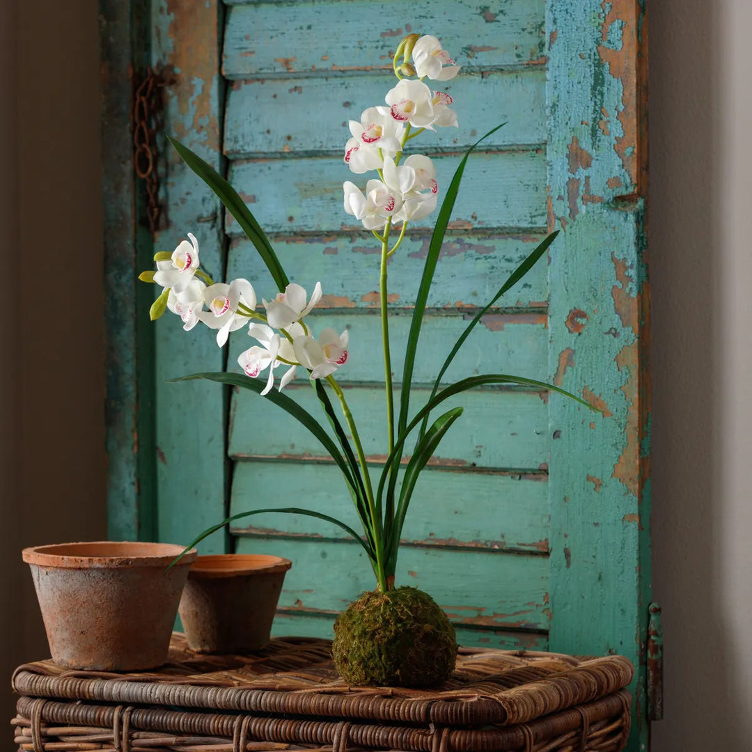 Cymbidium In Moss Ball