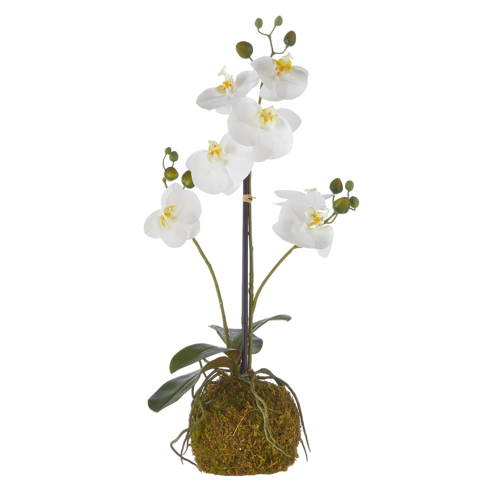 White polyethylene orchid with moss ball accent