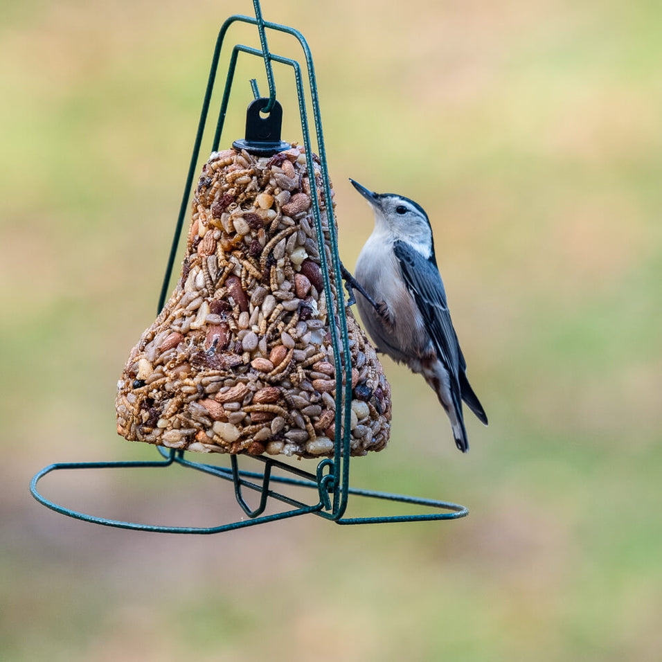 Seed Bell Hanger in natural wood finish with a smooth bell-shaped silhouette.
