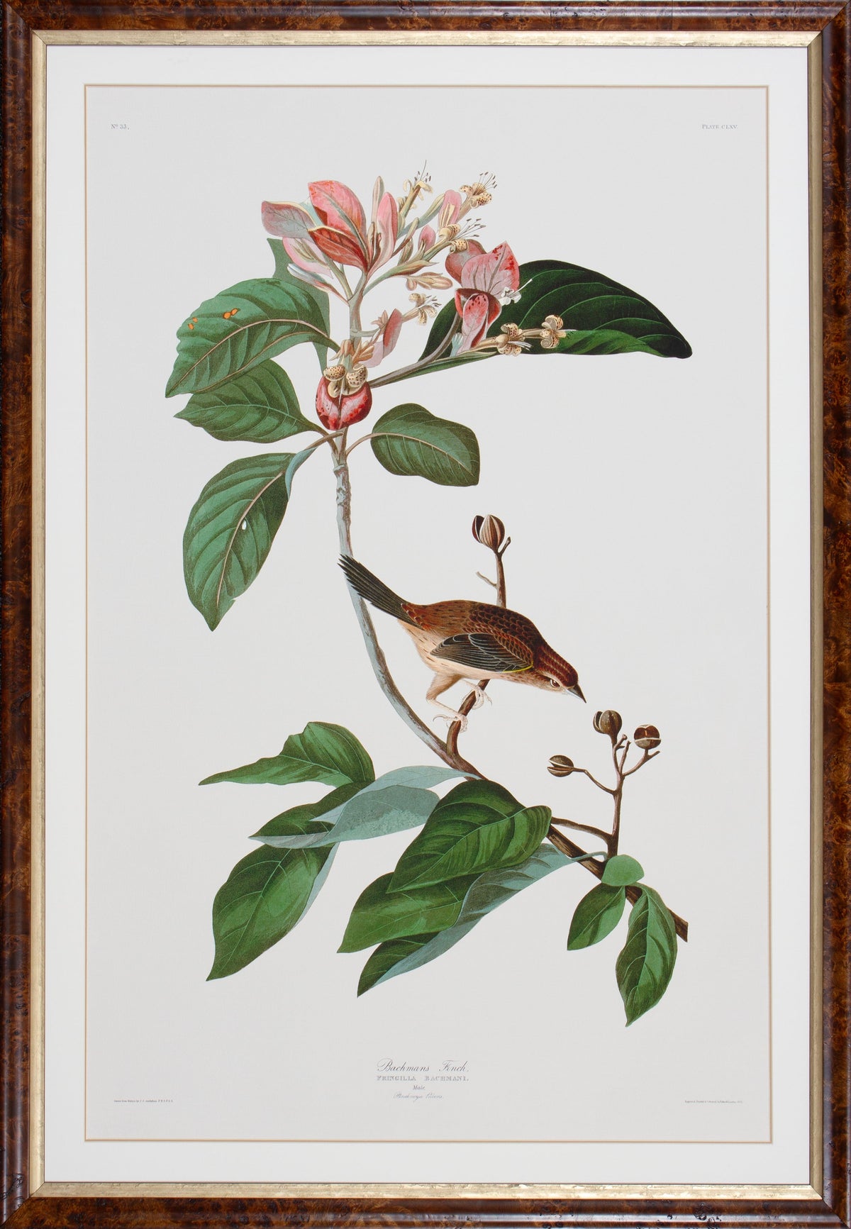 Bachmans Finch Giclee print on white paper showing a colorful bird silhouette against a neutral background.