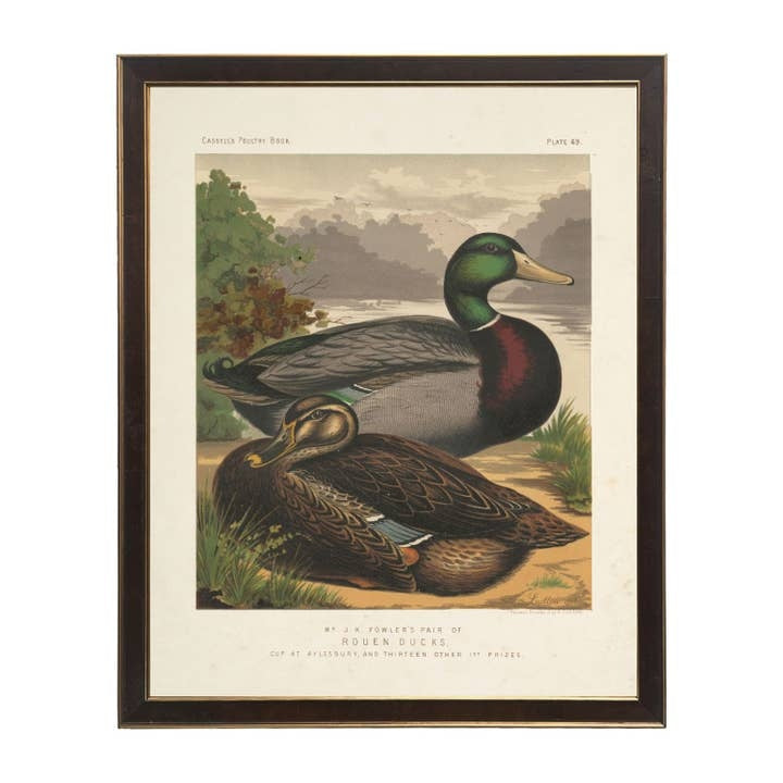 Framed 16x20 vintage bookplate illustration of a male and female Rouen duck by a river.