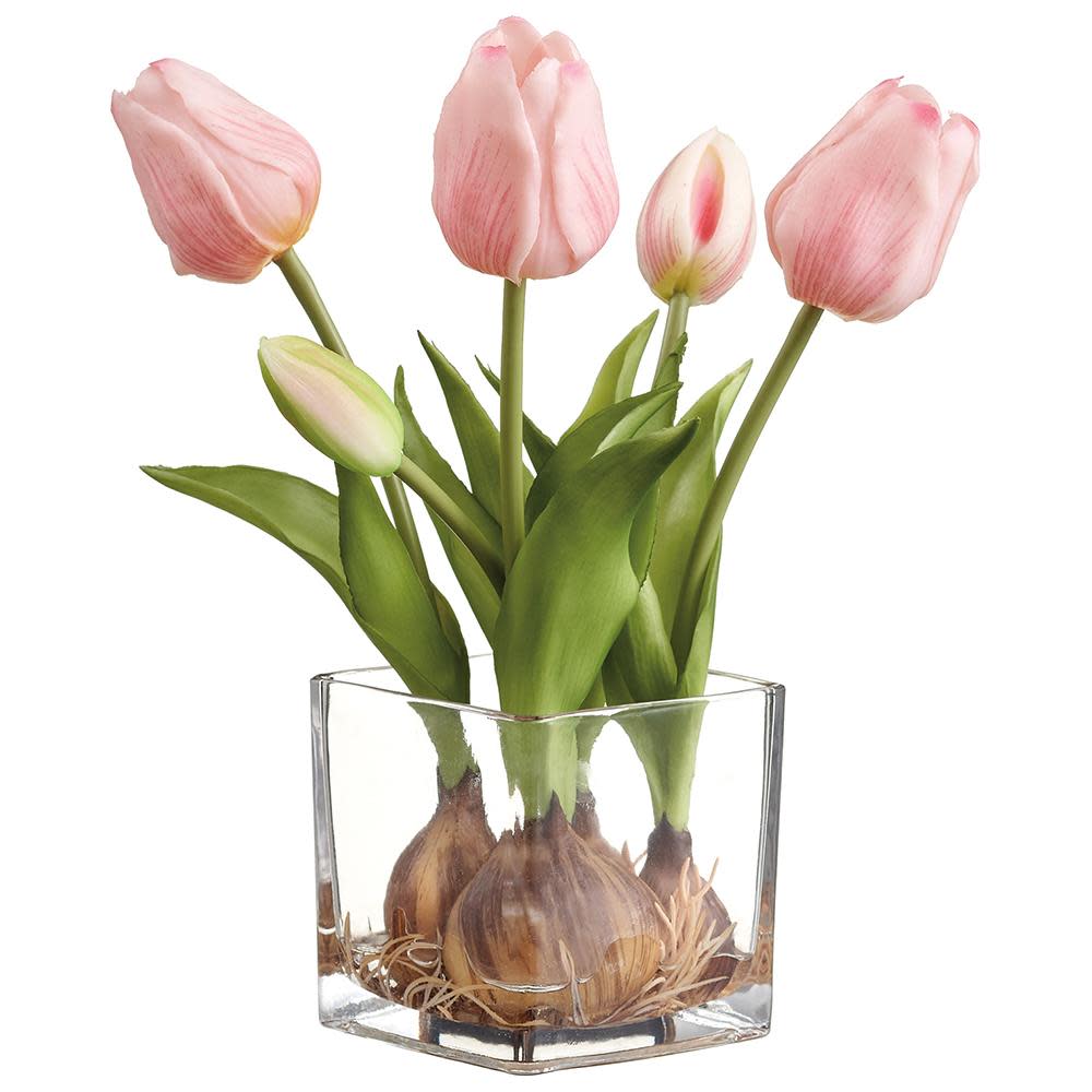 Pink tulips with bulbs and green leaves in a square glass vase.