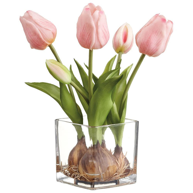 Pink tulips with bulbs and green leaves in a square glass vase.