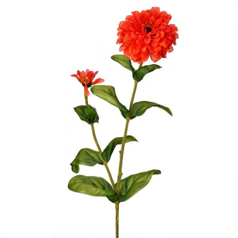 30-inch Garden Zinnia Bud plant with green foliage.