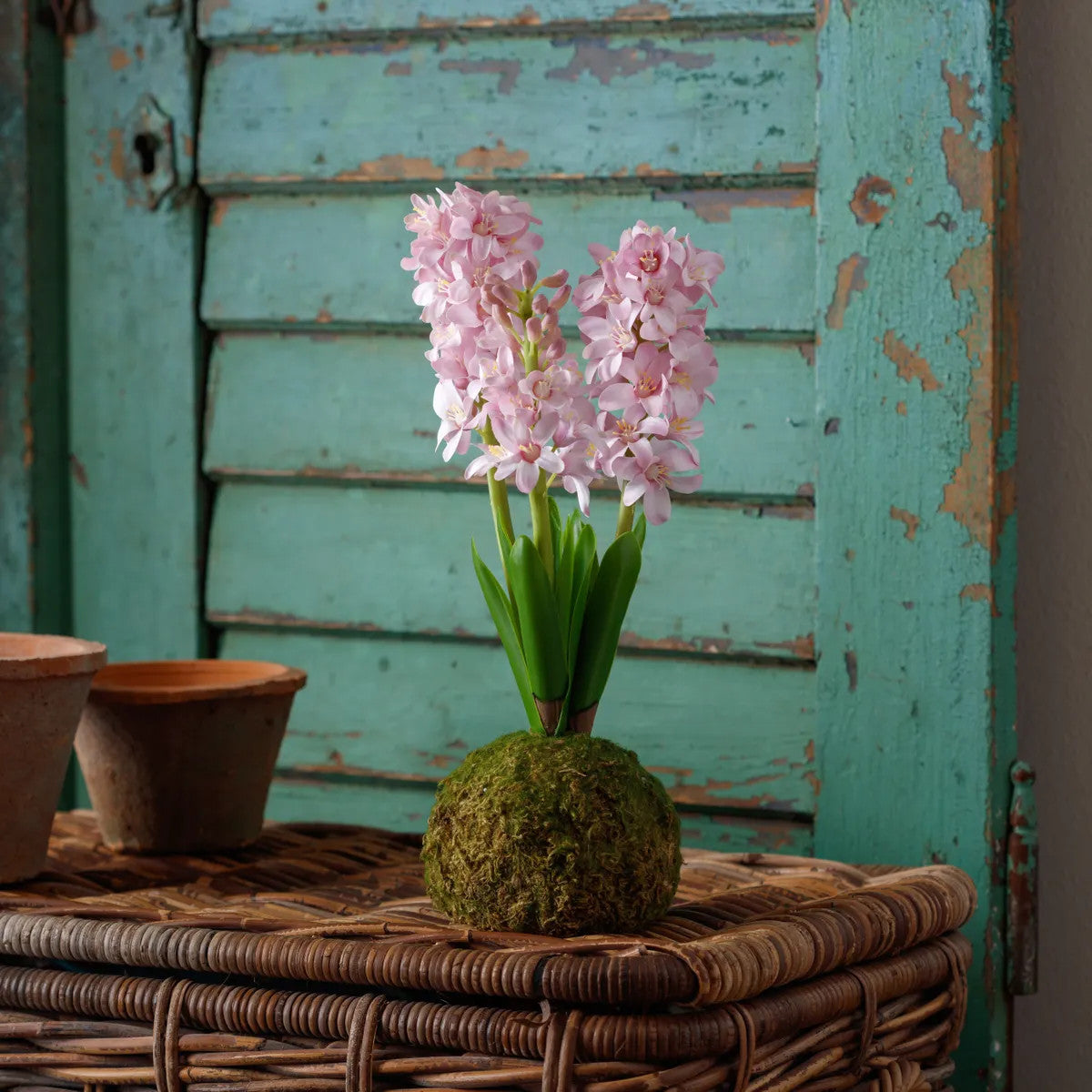 Vibrant hyacinth flower arranged in a moss ball with dimensions 5 x 5 x 15 inches.