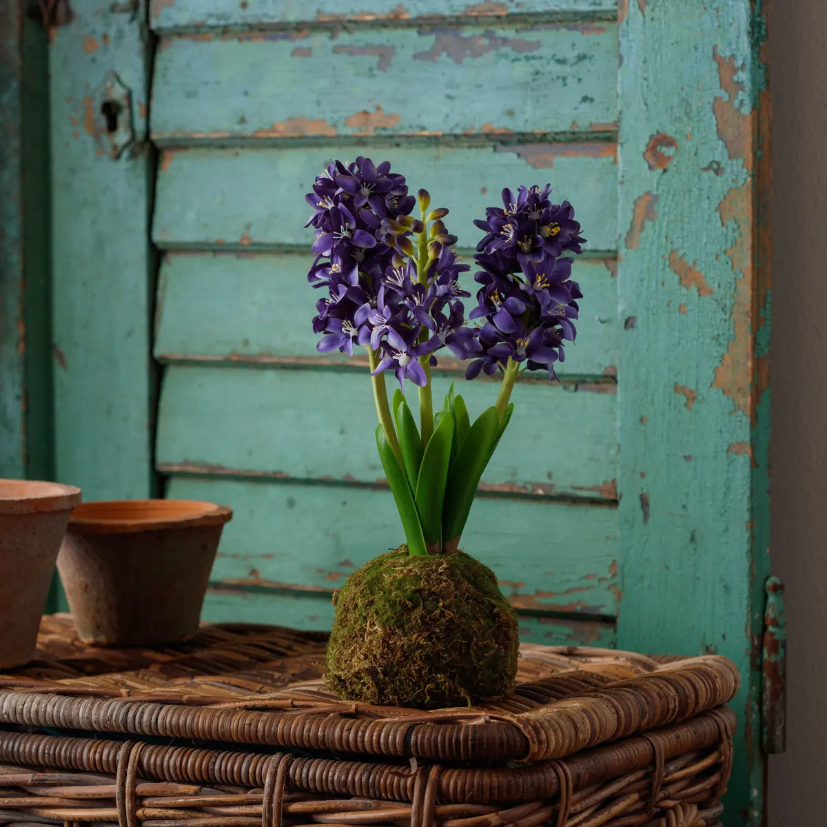 Vibrant blue hyacinth flower nestled in a green moss ball arrangement.