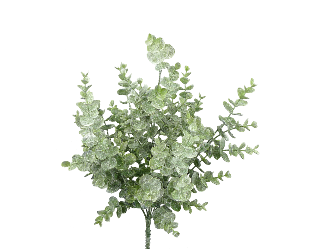 White Eucalyptus bush with frosted green leaves and a single stem on a white background.
