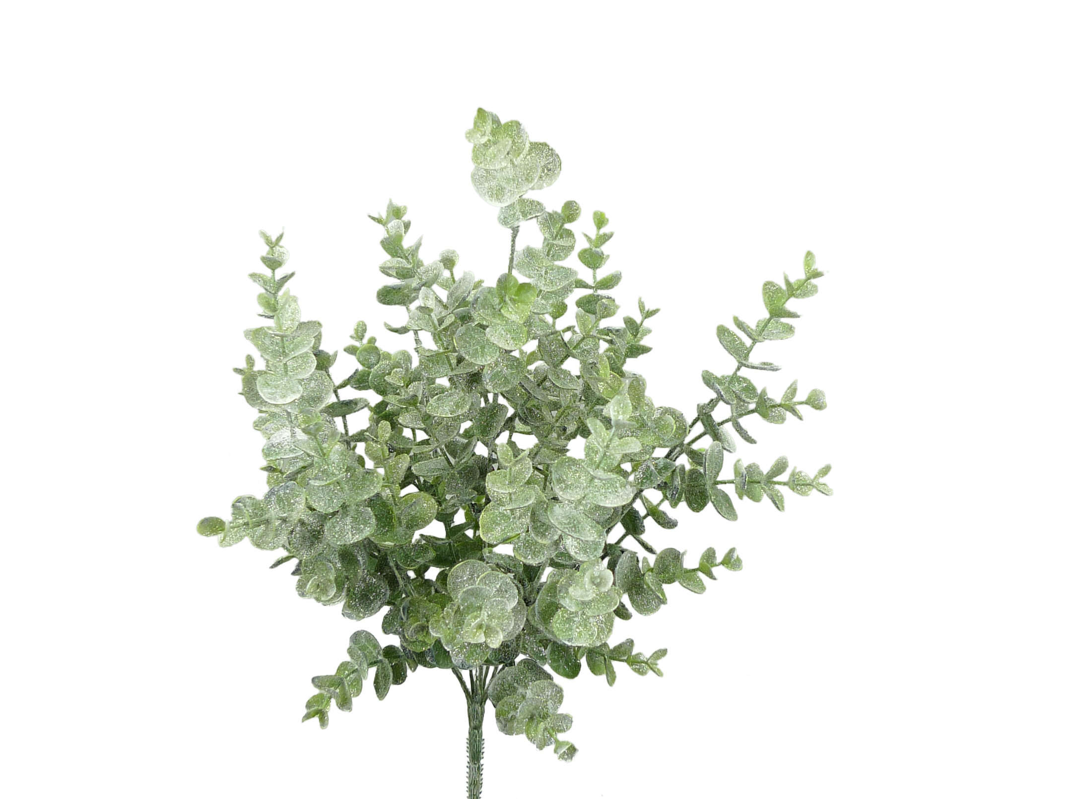White Eucalyptus bush with frosted green leaves and a single stem on a white background.