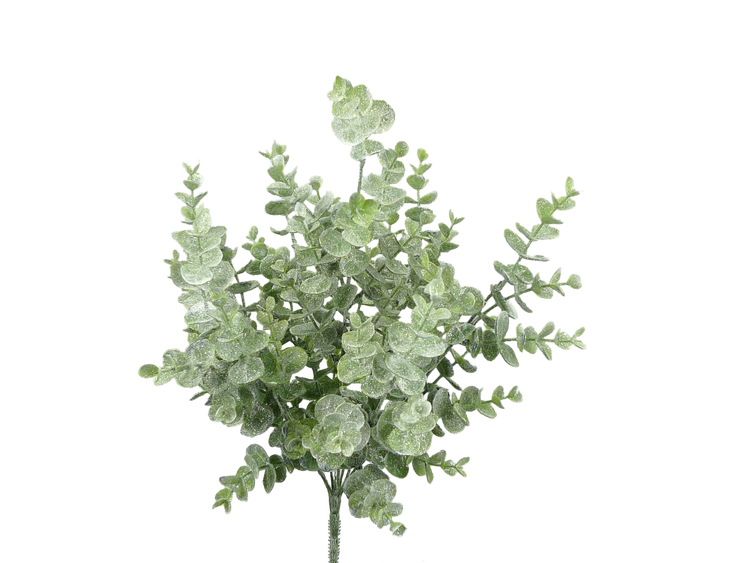 White Eucalyptus bush with frosted green leaves and a single stem on a white background.