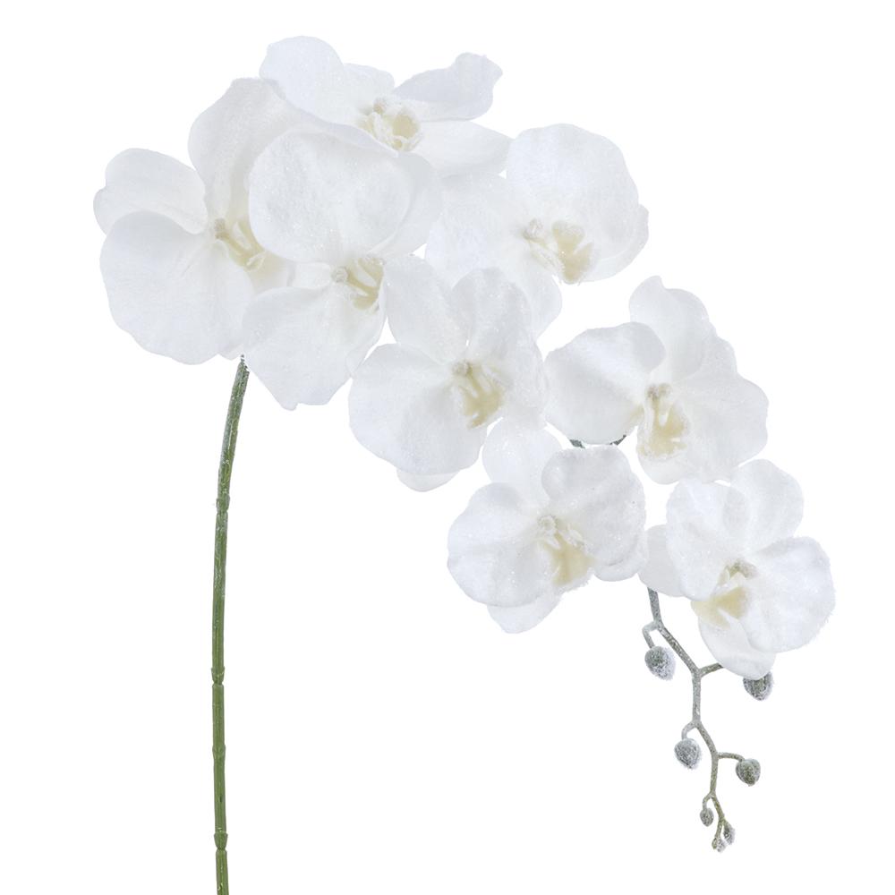 33-inch white snowed Phalaenopsis orchid spray with frosted blooms and buds on a green stem.