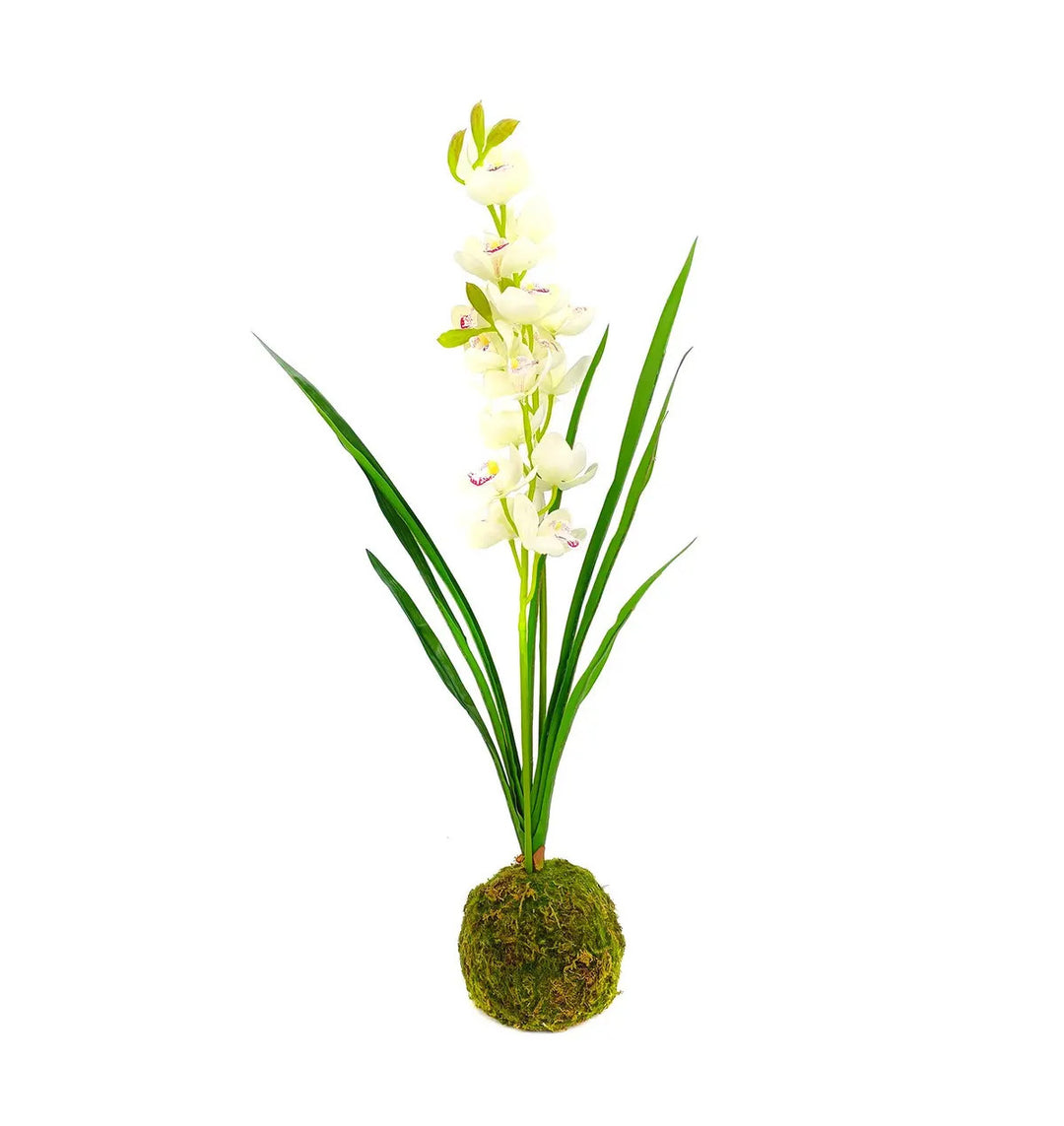 Cymbidium In Moss Ball