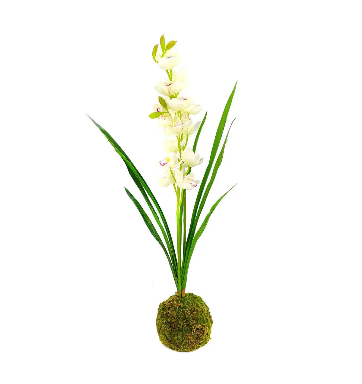 Cymbidium orchid in a moss ball pot with dimensions 5.25 x 5.25 inches.