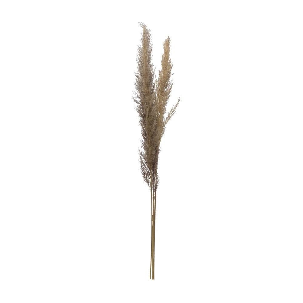 Dried natural pampas grass bunch with beige fluffy plumes on a slender stem.