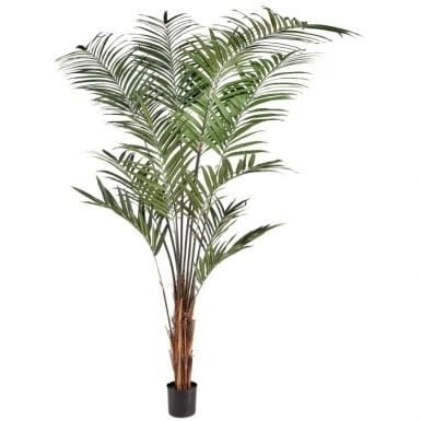 Potted Kentia palm in a green planter with modern styling.