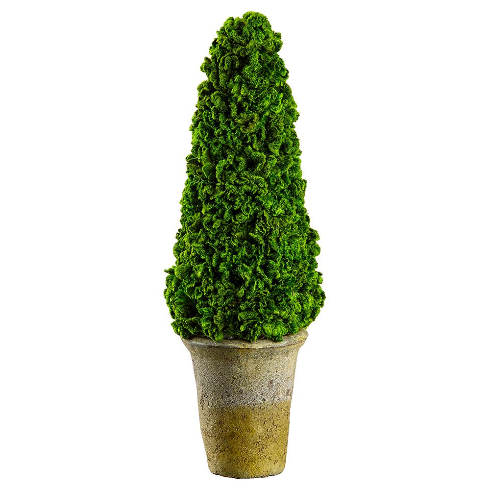 Preserved green celosia cone topiary with a clay pot base