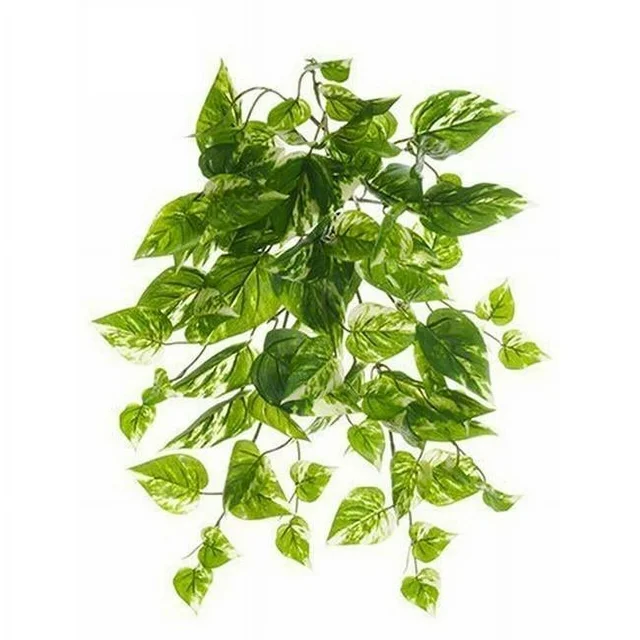 Pothos bush plant with green cream foliage in a 19-inch UV-protected container